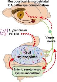 Lactobacillus Planatarum and PD